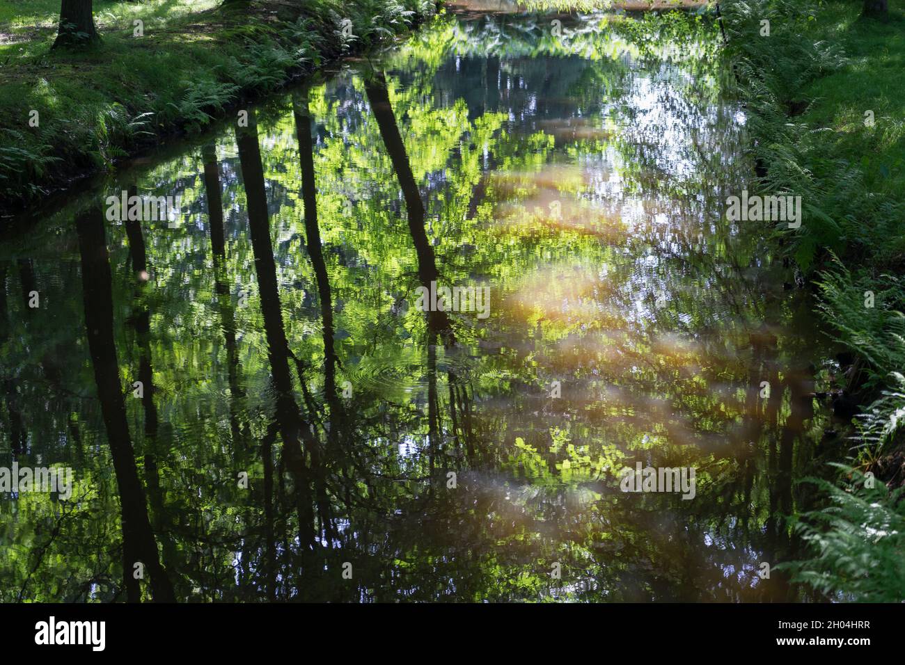 Landschaftlich schöne Sommerspiegelung von Bäumen und Sonnenlicht in ruhigem Wasser eines idyllischen Naturparks Stockfoto