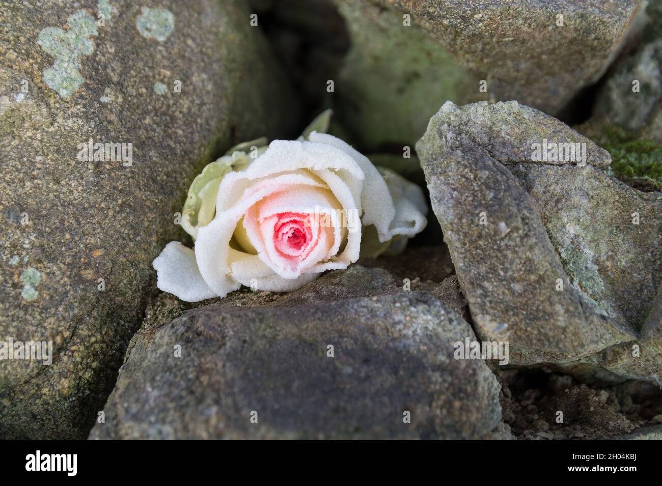 Zarte gefrorene Rosenblüte zwischen harten Steinen im Winter schöne Blüte aus nächster Nähe Stockfoto