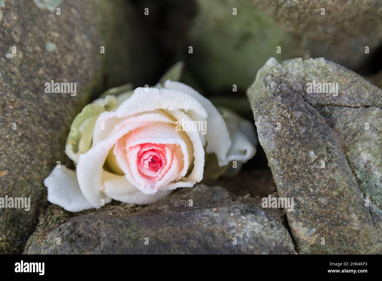 Zarte gefrorene Rosenblüte zwischen harten Steinen im Winter schöne Blüte aus nächster Nähe Stockfoto