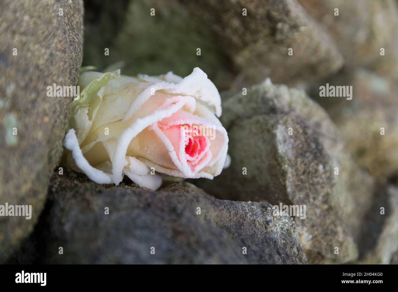Zarte gefrorene Rosenblüte zwischen harten Steinen im Winter schöne Blüte aus nächster Nähe Stockfoto