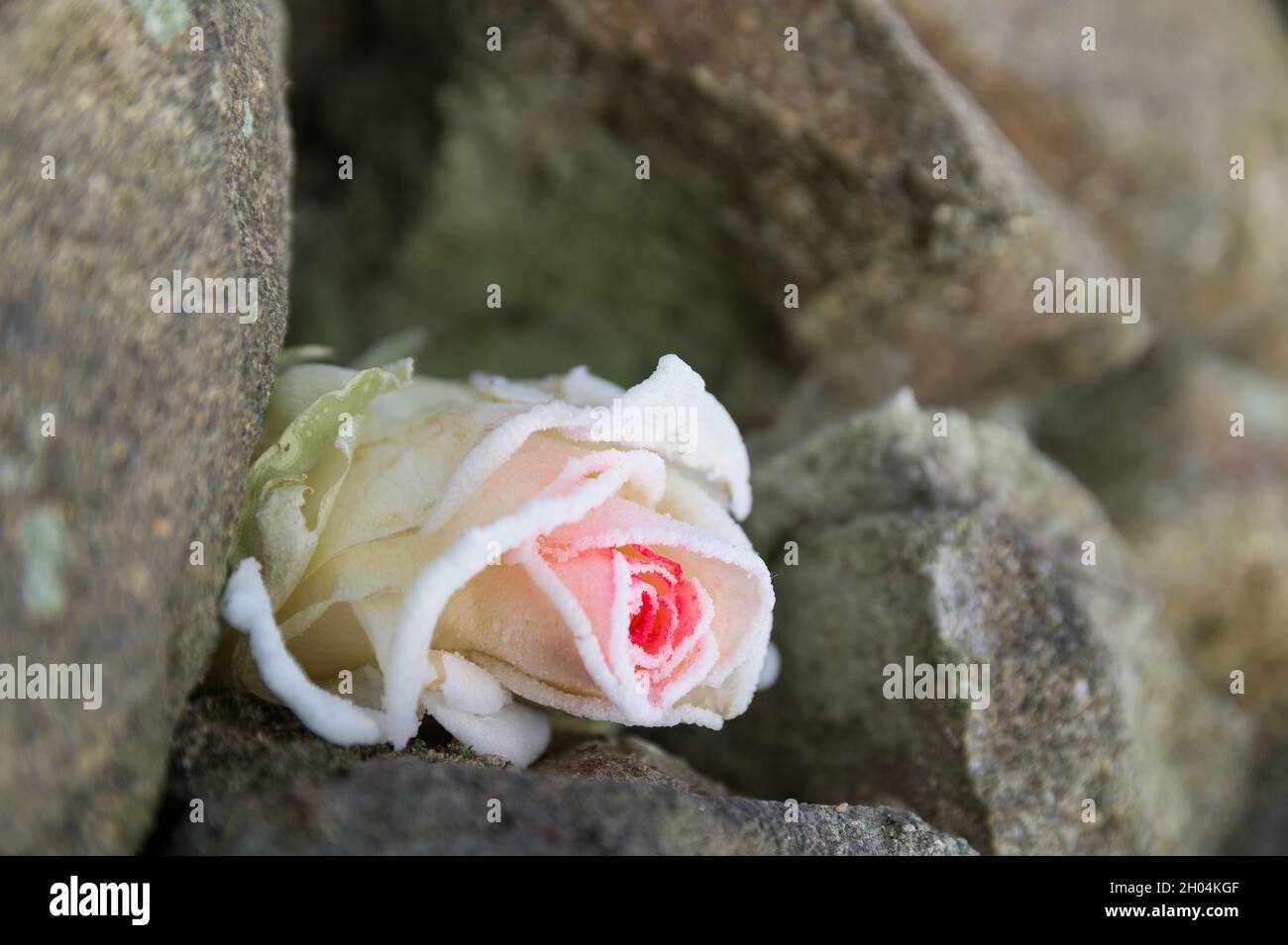 Zarte gefrorene Rosenblüte zwischen harten Steinen im Winter schöne Blüte aus nächster Nähe Stockfoto