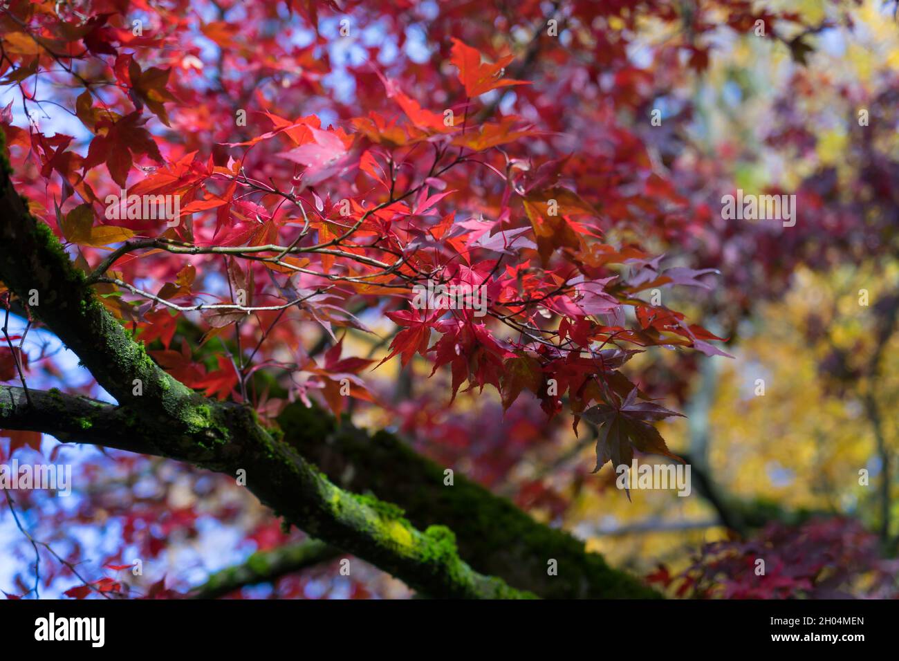 Rote Ahornblätter und warmes Sonnenlicht im bunten Herbstwald Stockfoto