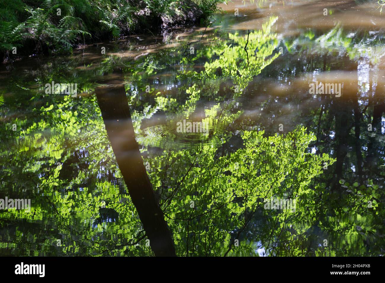Landschaftlich schöne Sommerspiegelung von grünen Blättern und Farn im ruhigen Wasser eines Parks im deutschen Naturhintergrund Stockfoto