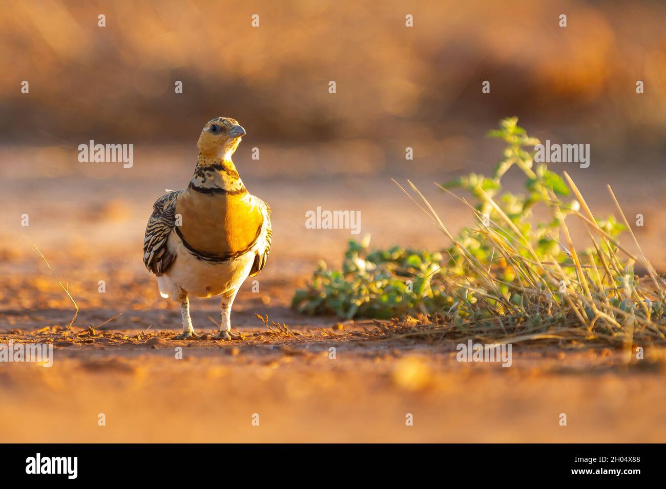 Nahaufnahme eines Nadelschwanzhuhns oder Pterocles alchata, Steppenvögel auf dem Boden Stockfoto