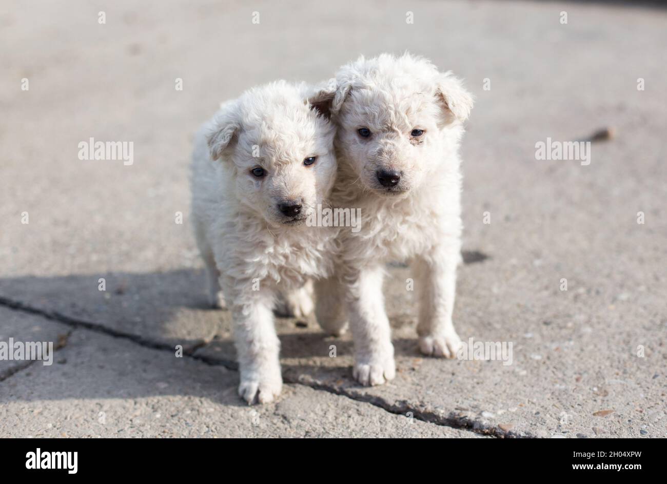 Zwei niedliche Welpen, die draußen spazieren und spielen. Weißes Pulin, Schafhund aus dem balkan Stockfoto