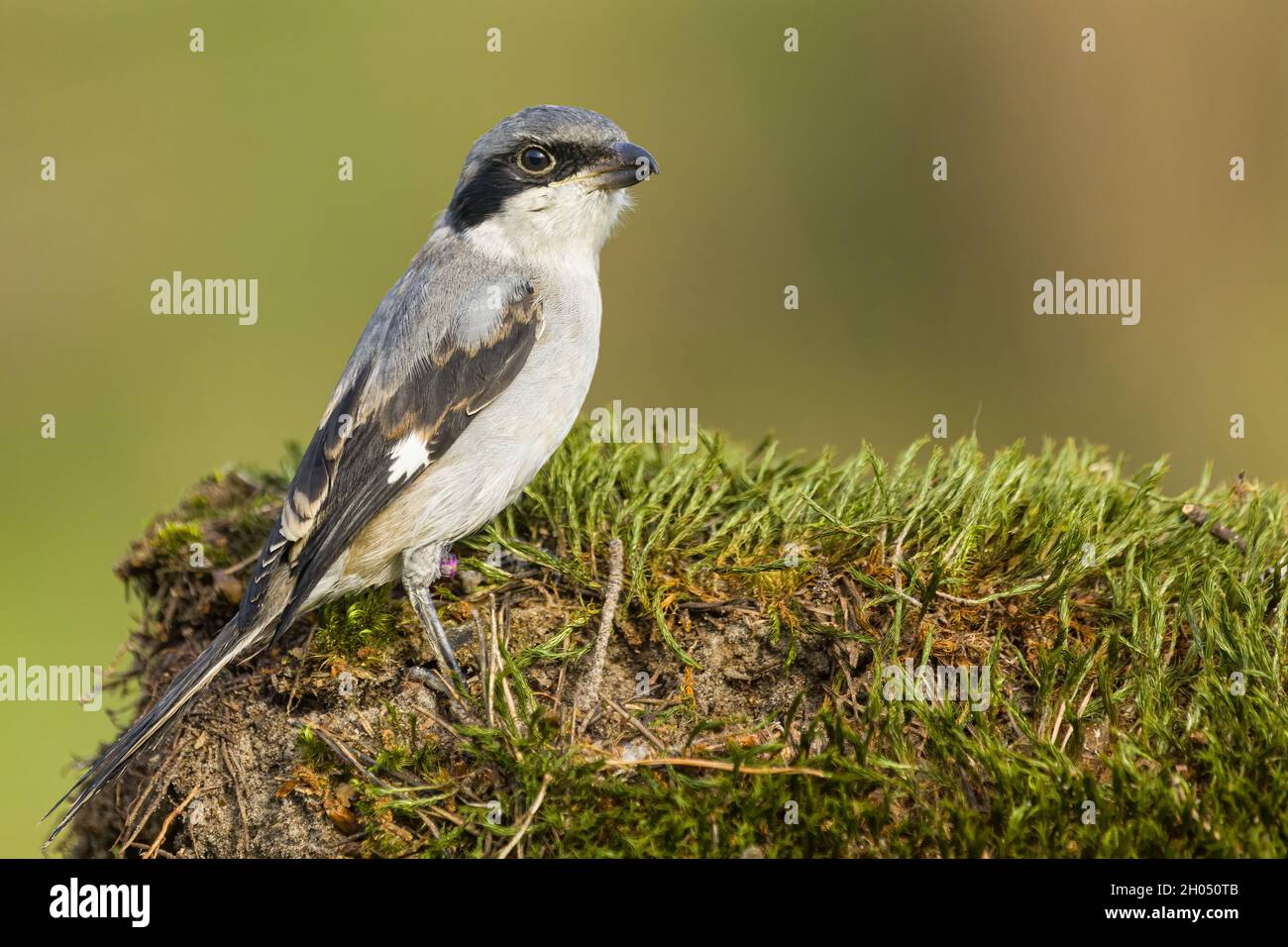 Porträt eines großen Grauwürgers Stockfoto