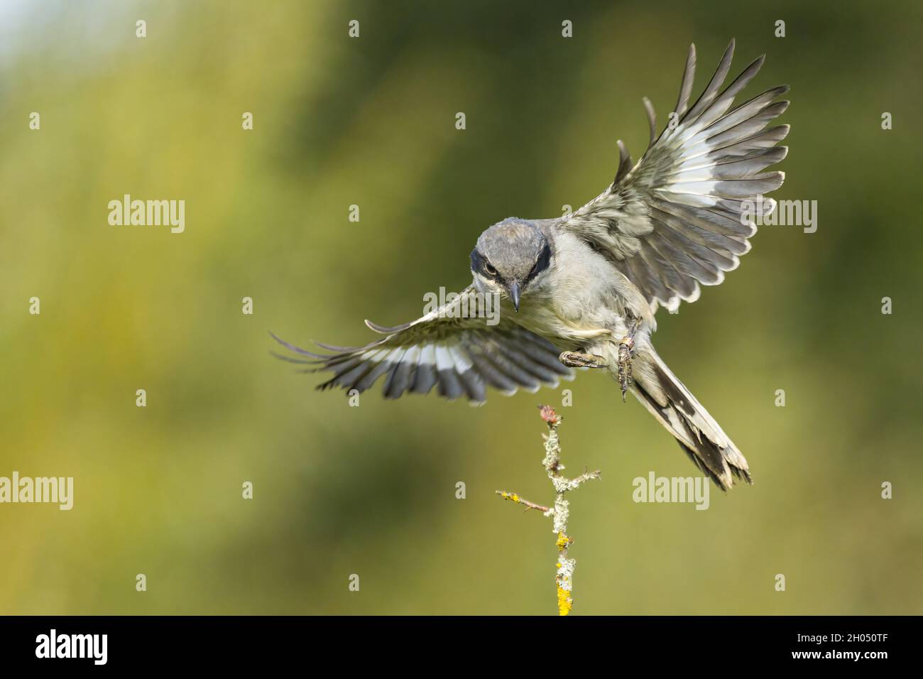Ein großer Grauwürger nähert sich einem Zweig mit Futter Stockfoto