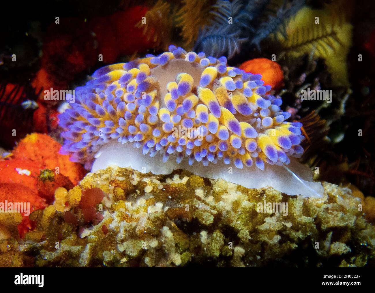 Ein Unterwasserfoto eines Gasflame Nudibranch, endemisch in Kapstadt, Südafrika. Stockfoto