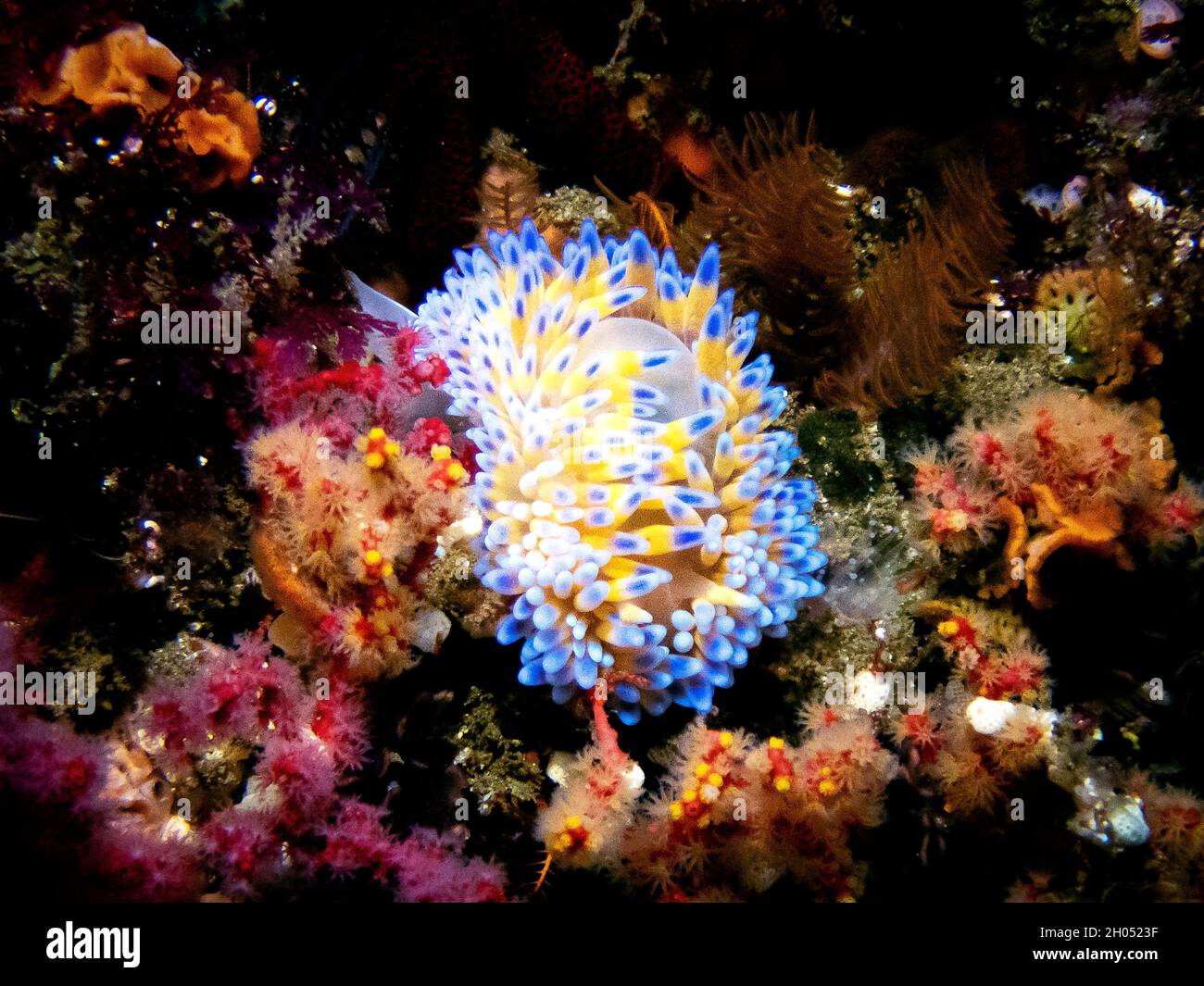Ein Unterwasserfoto eines Gasflame Nudibranch, endemisch in Kapstadt, Südafrika. Stockfoto