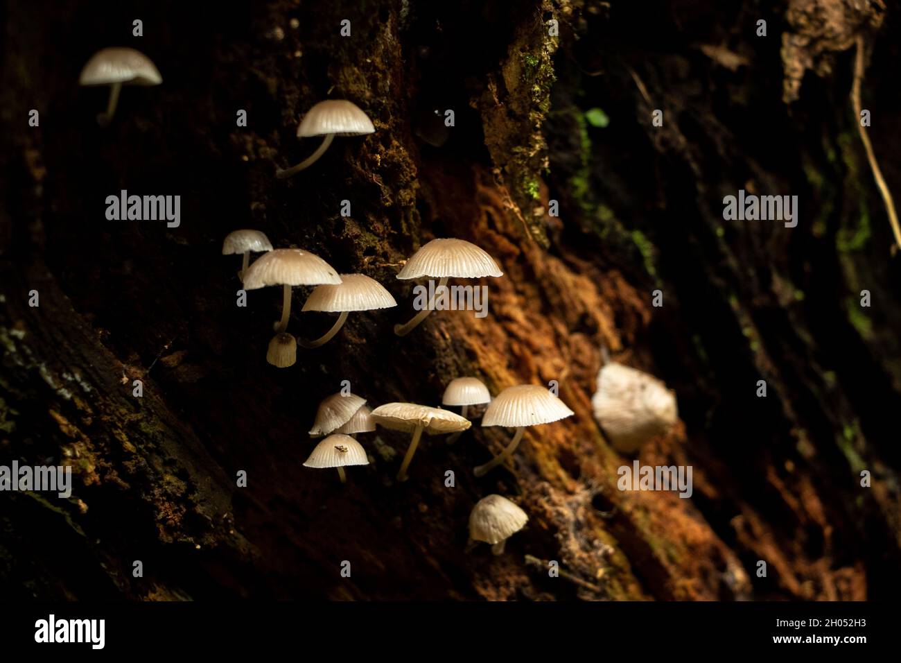 Kleine zarte Wildpilze, die unter einem Baumstamm im Wald wachsen. Stockfoto