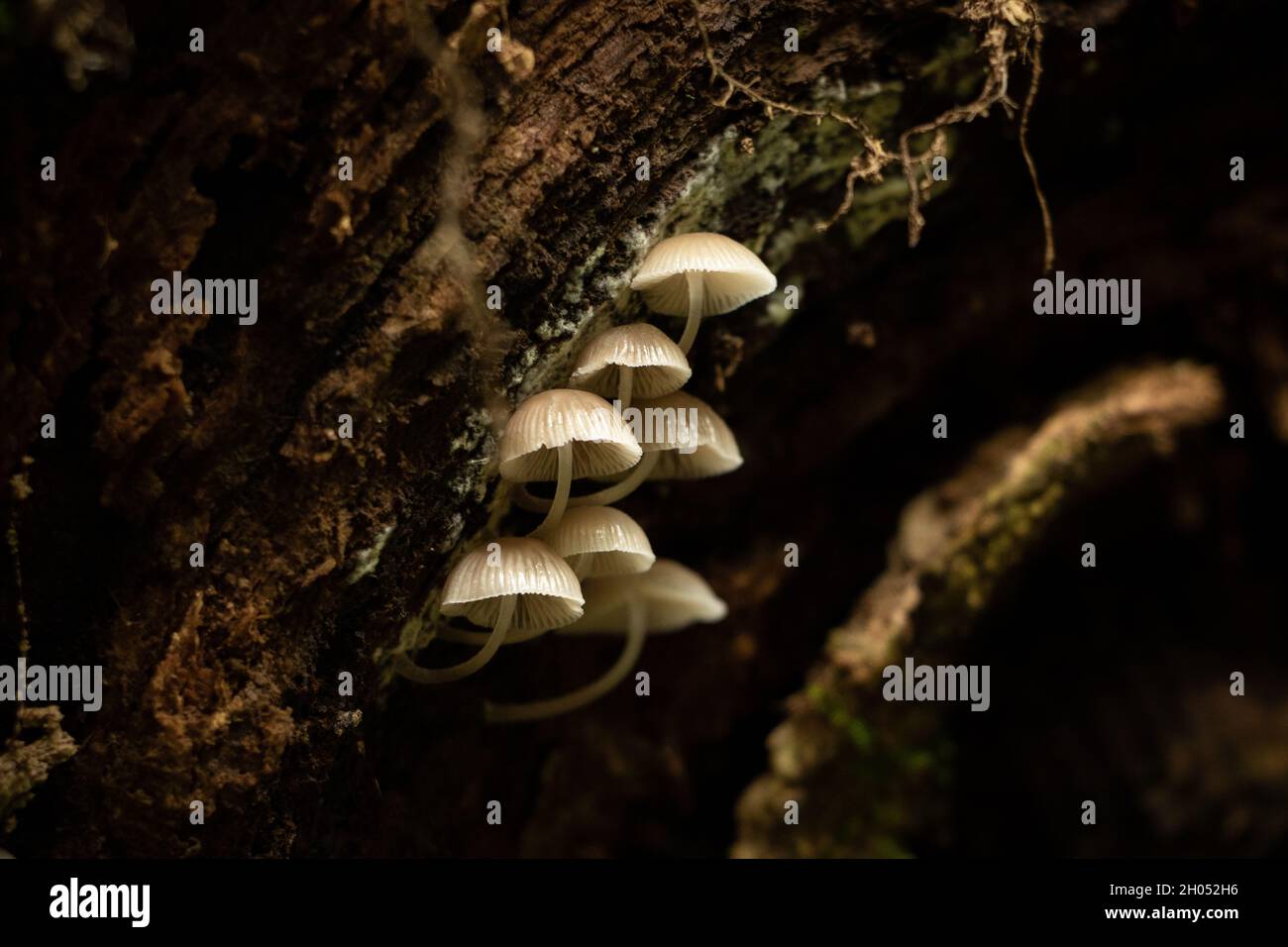 Kleine zarte Wildpilze, die unter einem Baumstamm im Wald wachsen. Stockfoto