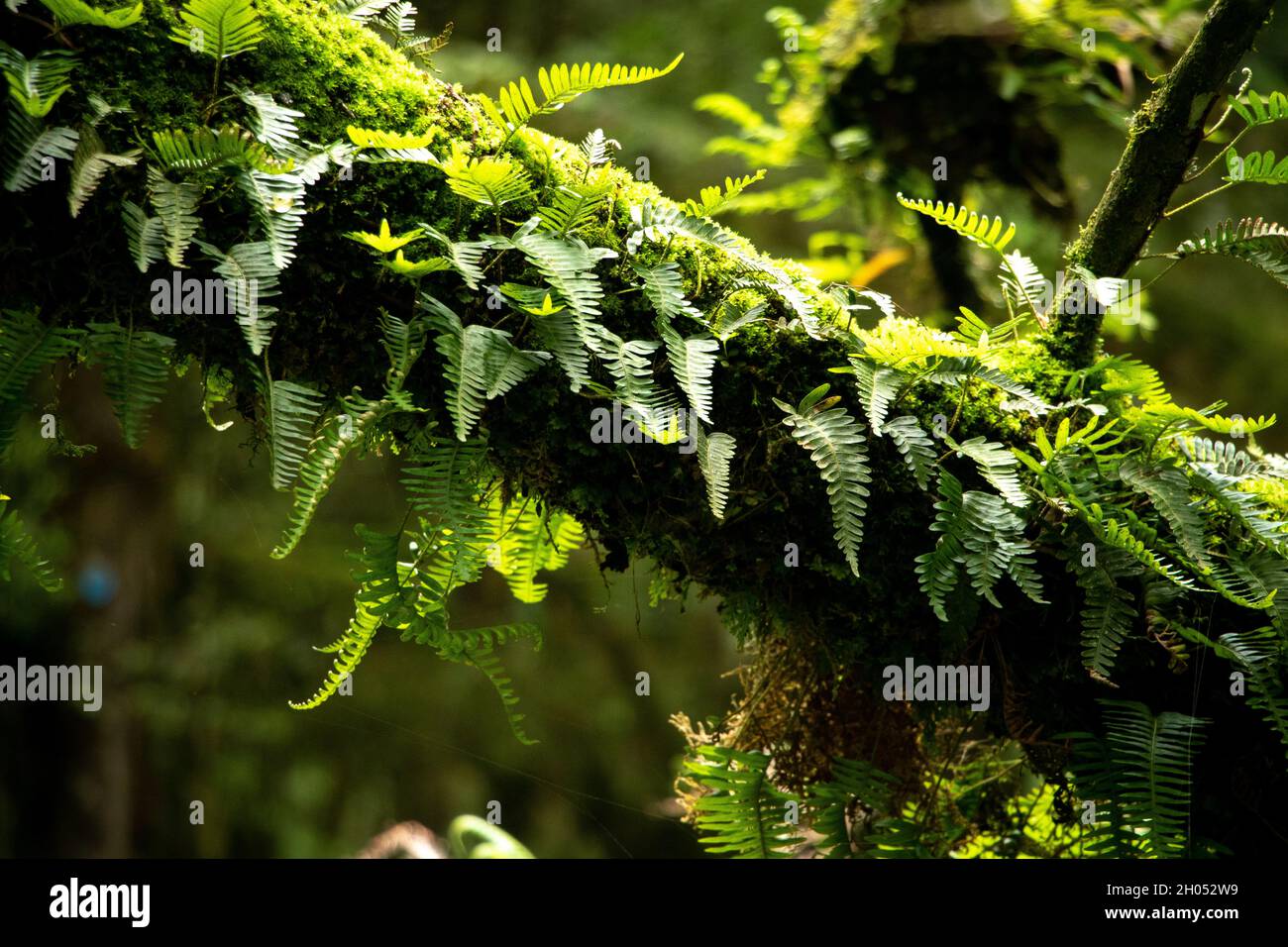 Farne und Moos wachsen auf alten Bäumen im Wald. Aufgenommen am Drakensberg, Südafrika. Stockfoto
