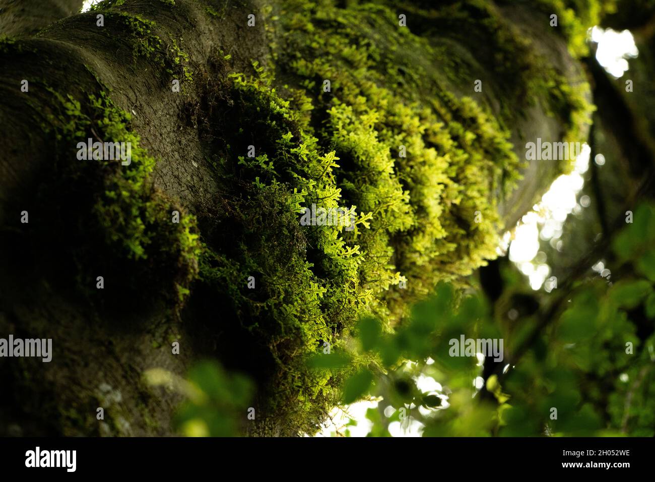 Farne und Moos wachsen auf alten Bäumen im Wald. Aufgenommen am Drakensberg, Südafrika. Stockfoto