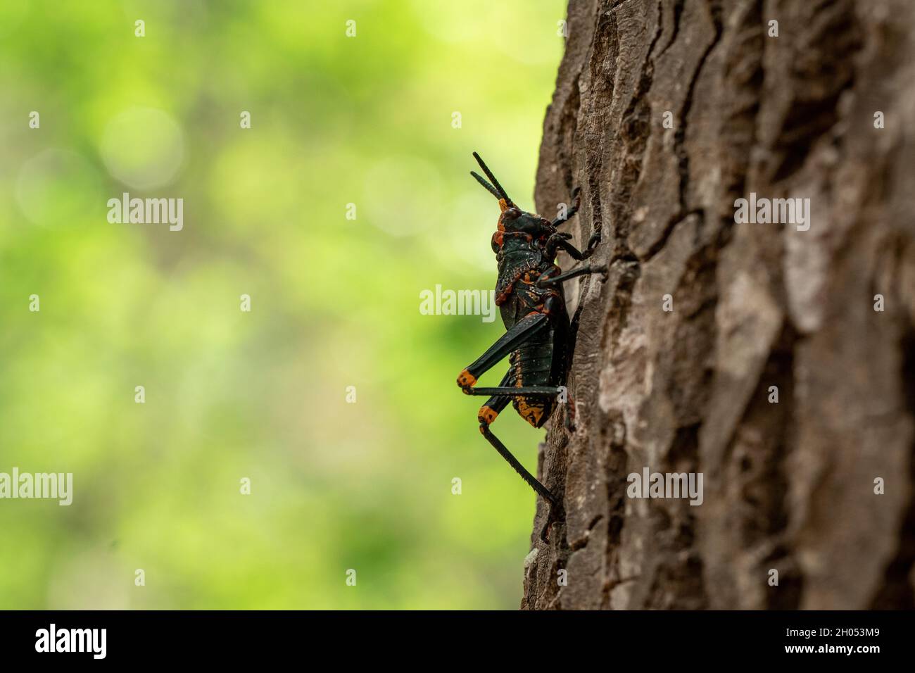 Eine Heuschrecke klettert im Wald auf einen Baum, aufgenommen in Südafrika. Stockfoto