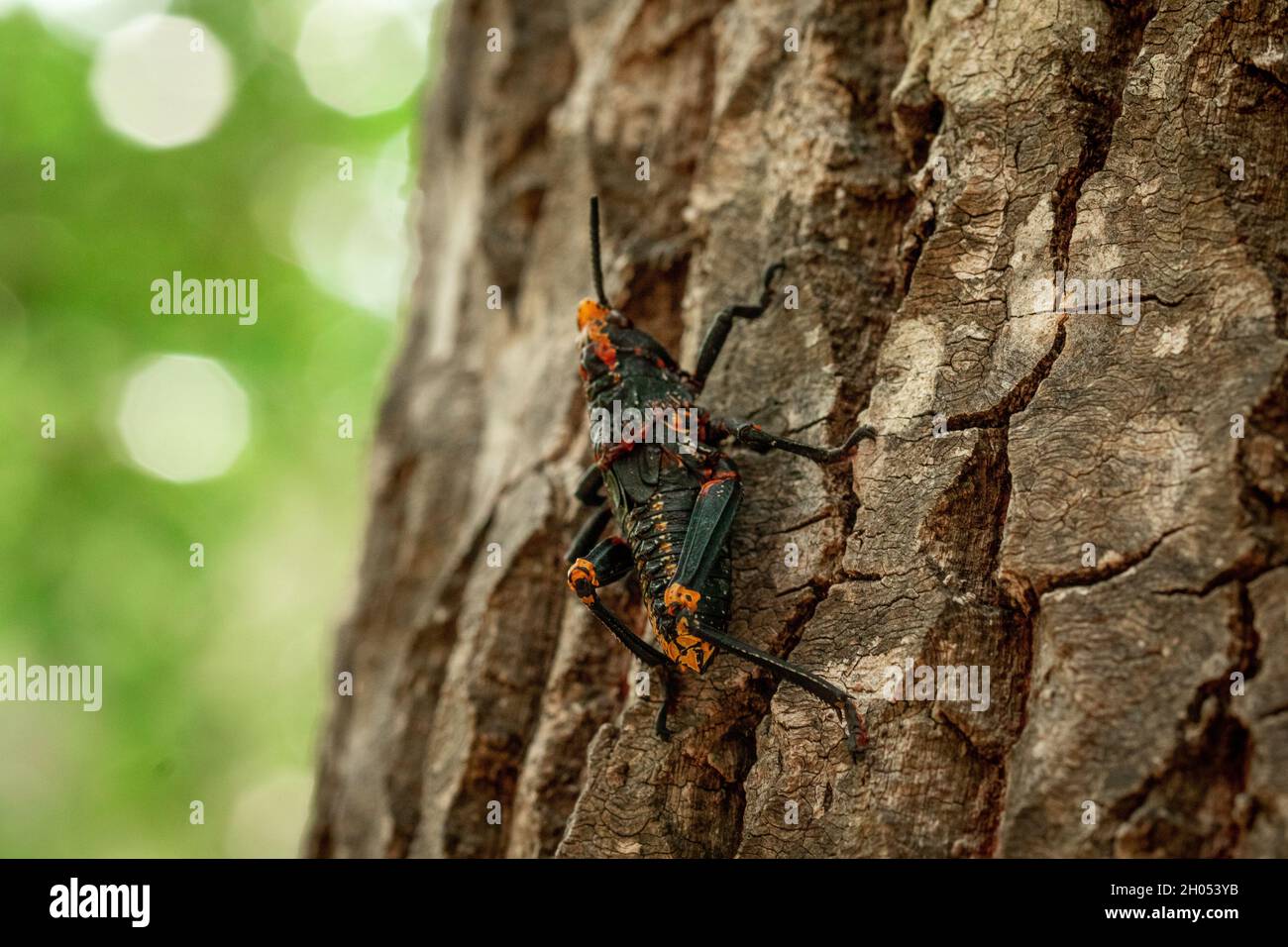 Eine Heuschrecke klettert im Wald auf einen Baum, aufgenommen in Südafrika. Stockfoto