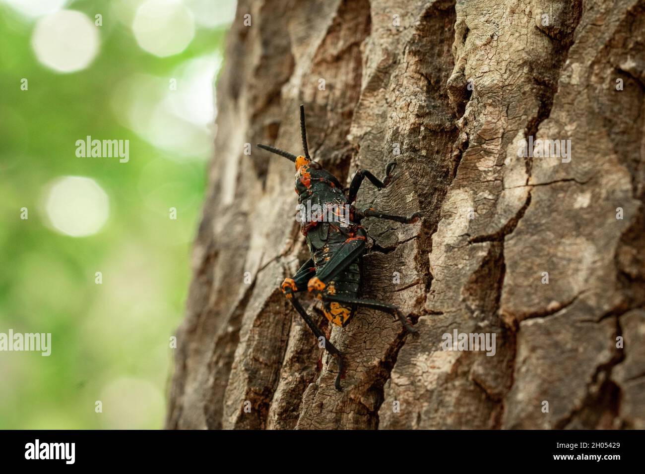 Eine Heuschrecke klettert im Wald auf einen Baum, aufgenommen in Südafrika. Stockfoto