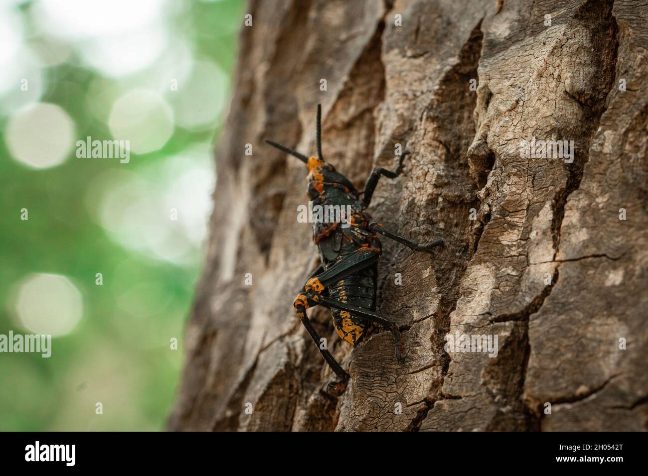 Eine Heuschrecke klettert im Wald auf einen Baum, aufgenommen in Südafrika. Stockfoto
