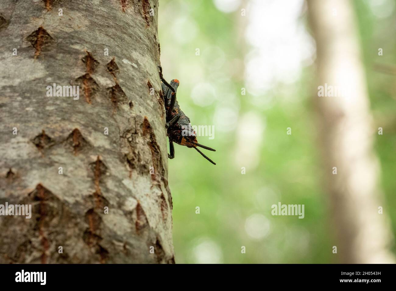 Eine Heuschrecke klettert im Wald auf einen Baum, aufgenommen in Südafrika. Stockfoto
