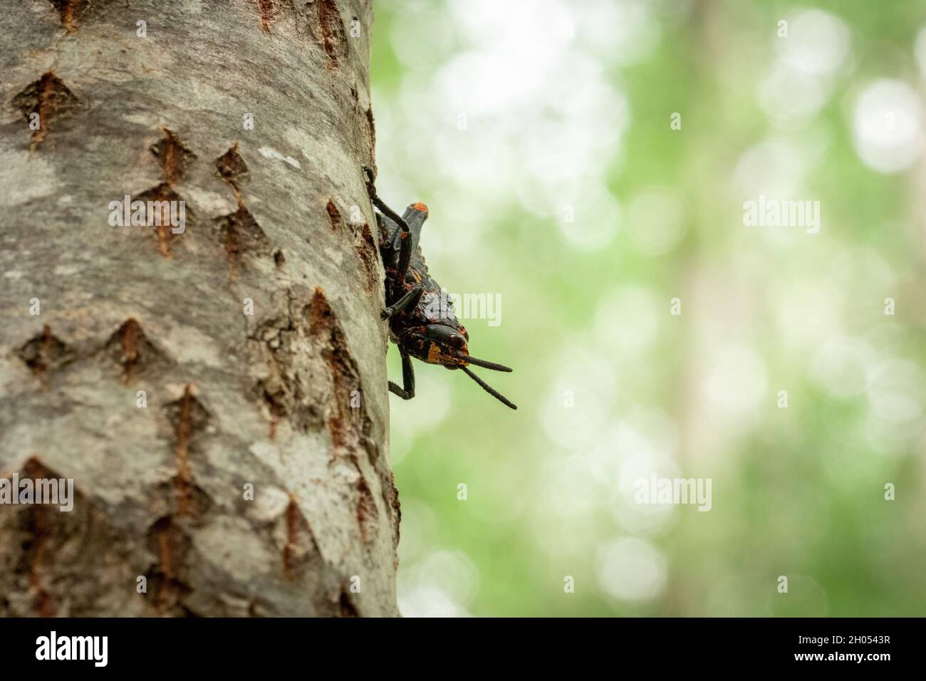 Eine Heuschrecke klettert im Wald auf einen Baum, aufgenommen in Südafrika. Stockfoto