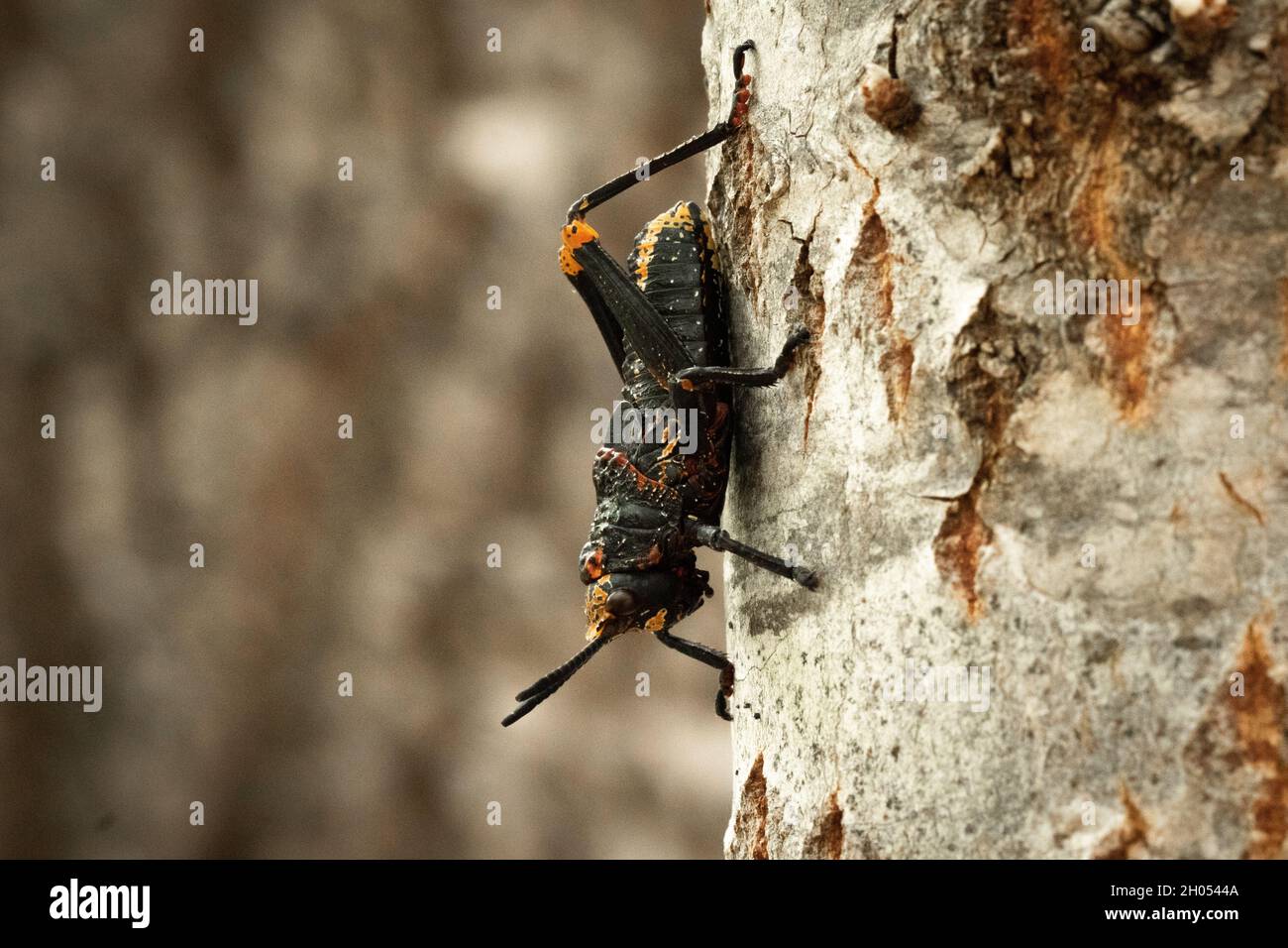 Eine Heuschrecke klettert im Wald auf einen Baum, aufgenommen in Südafrika. Stockfoto