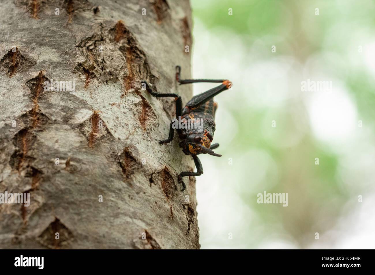 Eine Heuschrecke klettert im Wald auf einen Baum, aufgenommen in Südafrika. Stockfoto