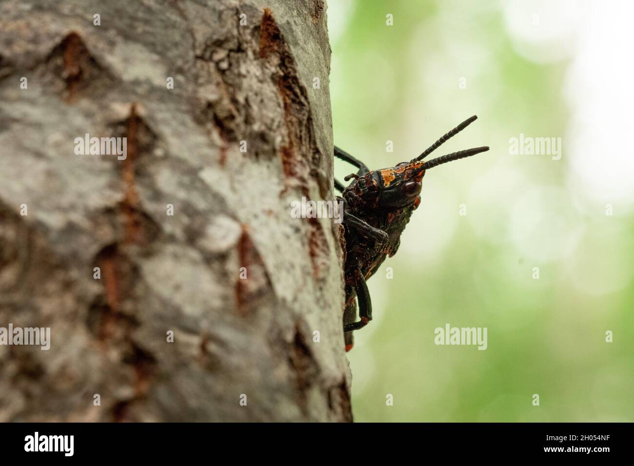 Eine Heuschrecke klettert im Wald auf einen Baum, aufgenommen in Südafrika. Stockfoto