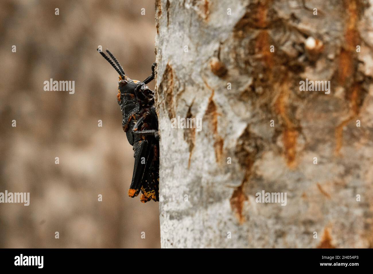 Eine Heuschrecke klettert im Wald auf einen Baum, aufgenommen in Südafrika. Stockfoto