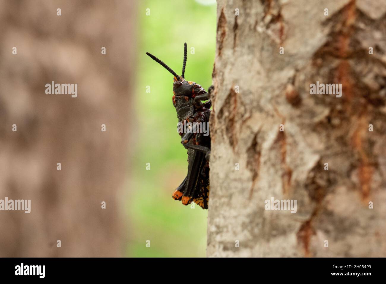 Eine Heuschrecke klettert im Wald auf einen Baum, aufgenommen in Südafrika. Stockfoto