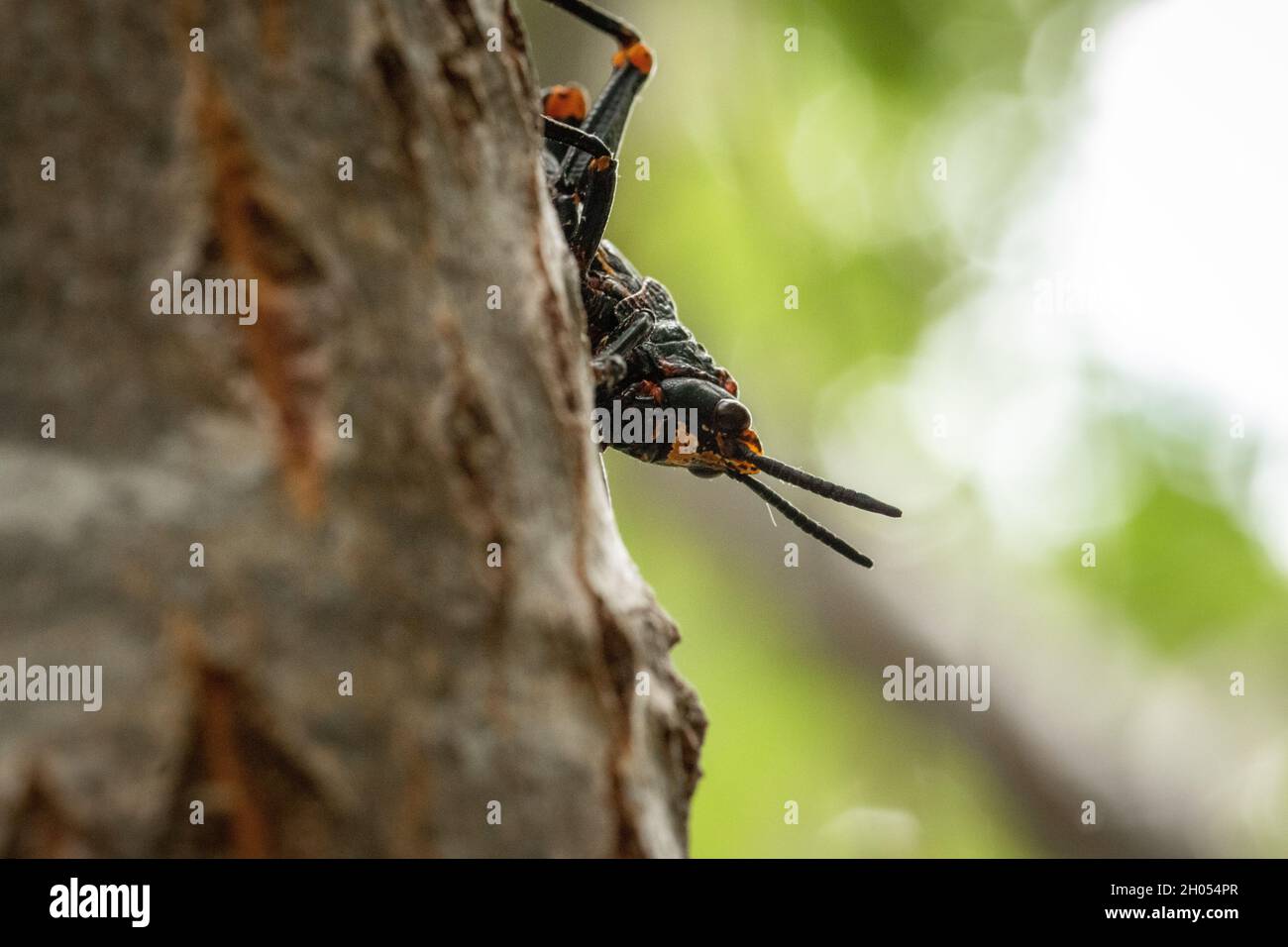 Eine Heuschrecke klettert im Wald auf einen Baum, aufgenommen in Südafrika. Stockfoto