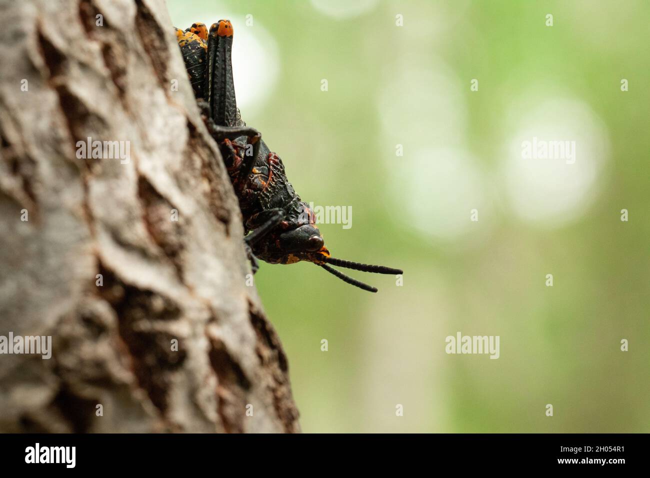 Eine Heuschrecke klettert im Wald auf einen Baum, aufgenommen in Südafrika. Stockfoto