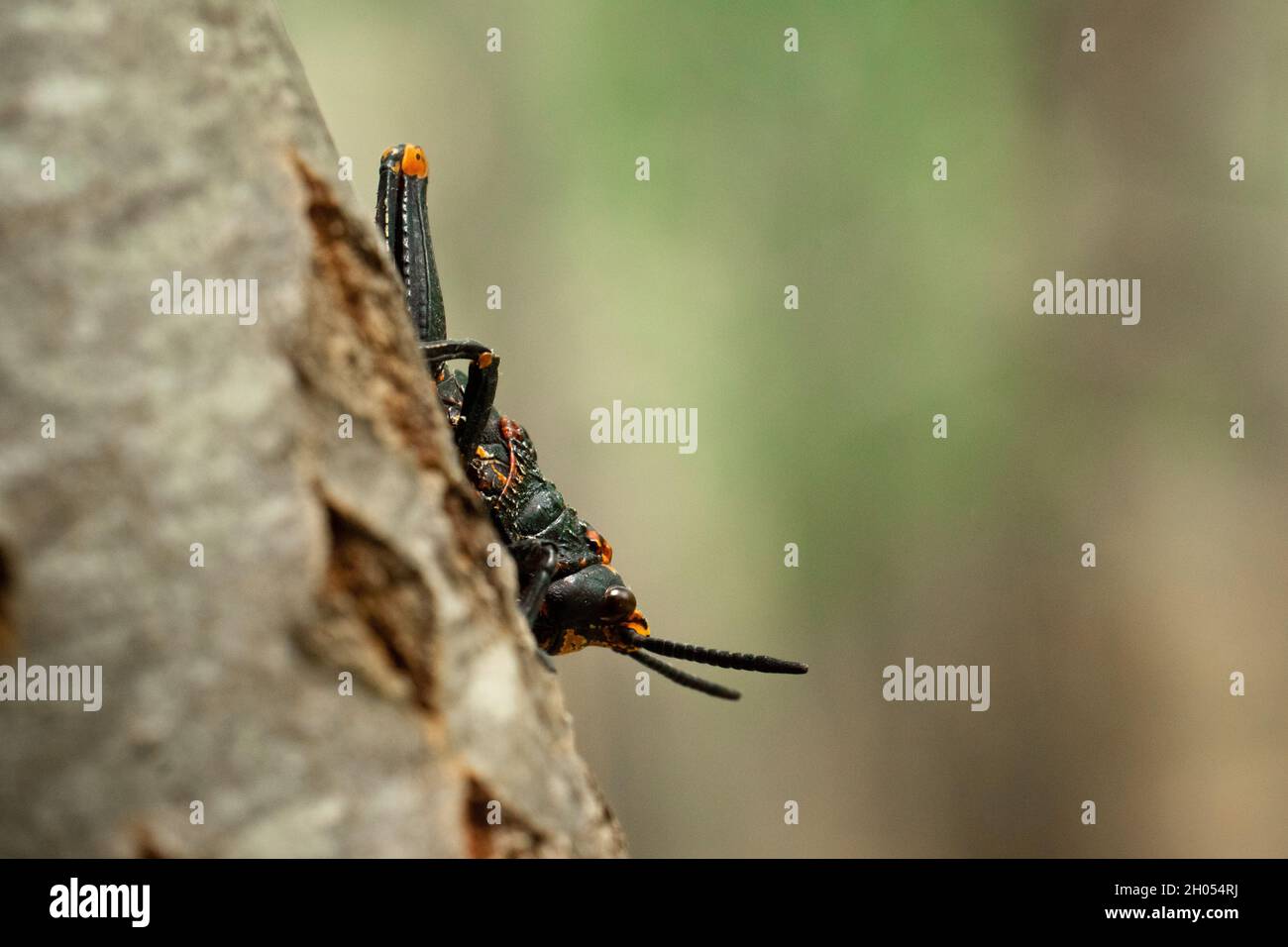 Eine Heuschrecke klettert im Wald auf einen Baum, aufgenommen in Südafrika. Stockfoto
