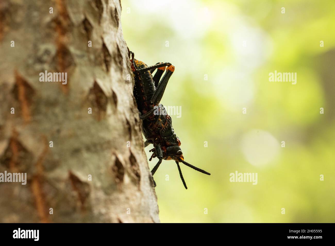Eine Heuschrecke klettert im Wald auf einen Baum, aufgenommen in Südafrika. Stockfoto