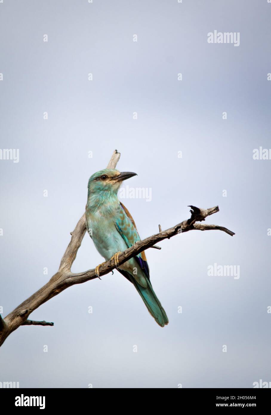 Ein europäischer Roller-Vogel, der in einem Baum vor einem blauen Himmel thront. Stockfoto Ein europäischer Roller-Vogel, der in einem Baum vor einem blauen Himmel thront. Stockfoto