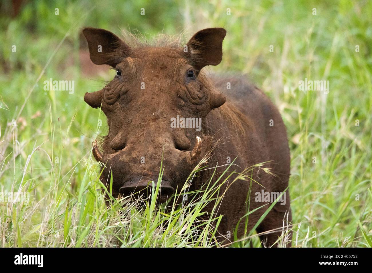Ein afrikanischer Warzenschwein ragt mit seinem Kopf über das Gras. Aufgenommen im Krüger National Park, Südafrika. Stockfoto