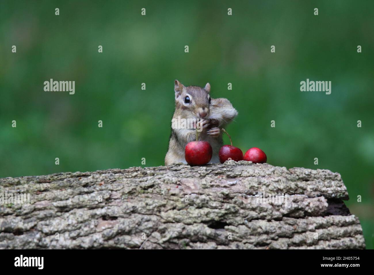 Eastern Chipmunk im Herbst lagern Lebensmittel in seinen Wangenbeuteln Stockfoto