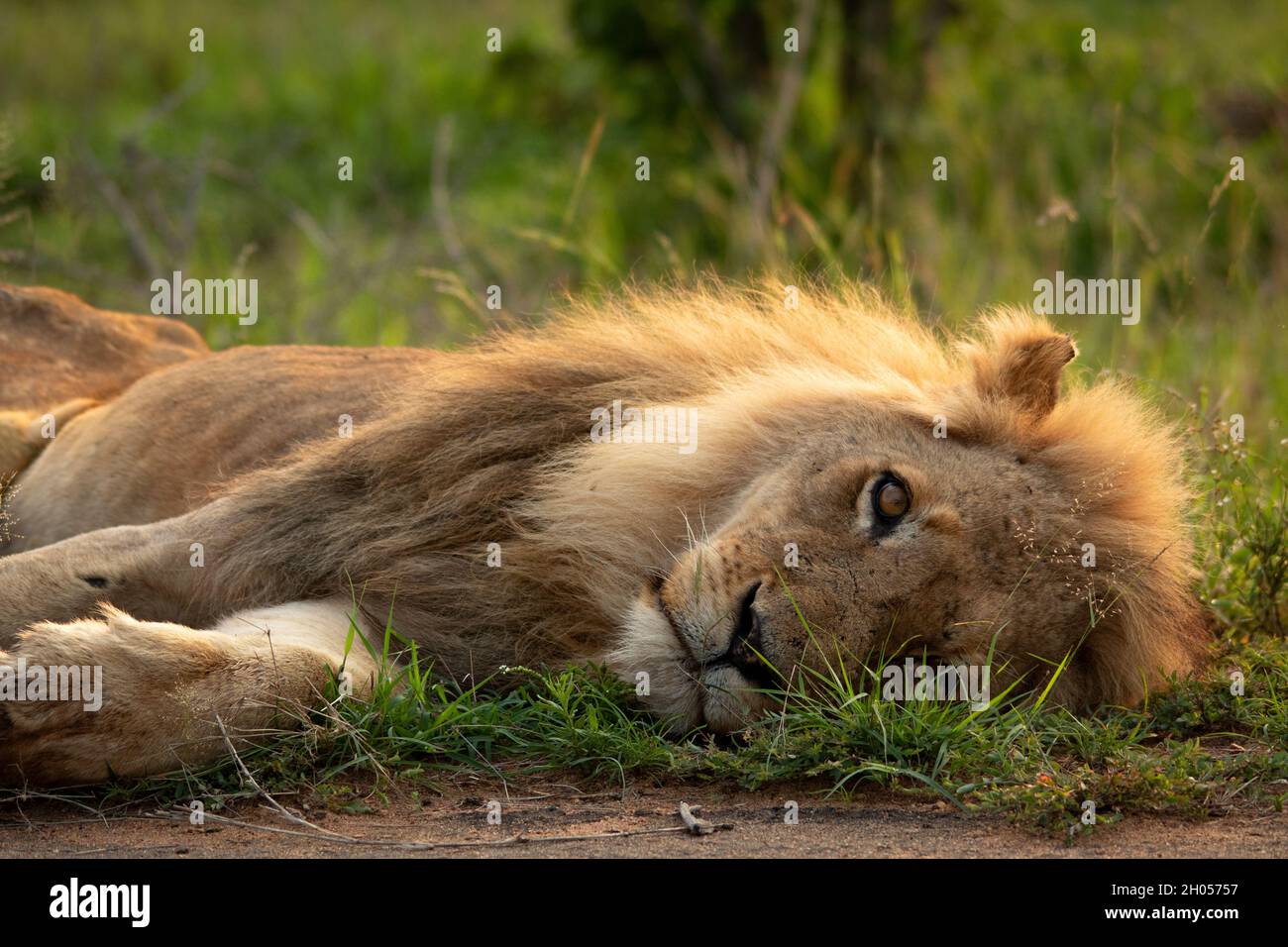 Ein männlicher Löwe liegt im hohen Gras und blickt direkt in die Kamera. Aufgenommen im Krüger National Park, Südafrika. Stockfoto
