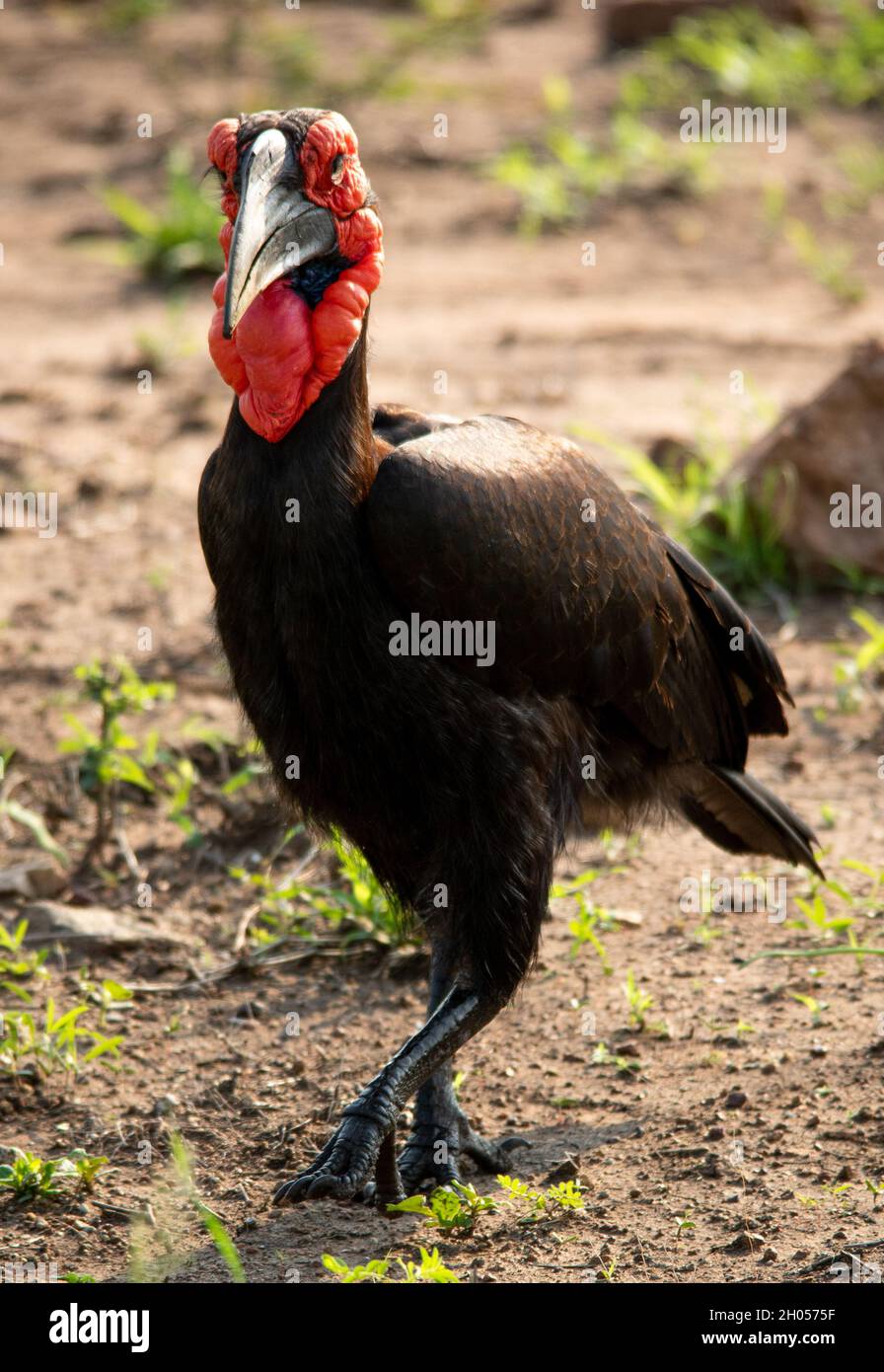 Ein Hornbill aus dem Süden. Aufgenommen im Krüger National Park, Südafrika. Stockfoto