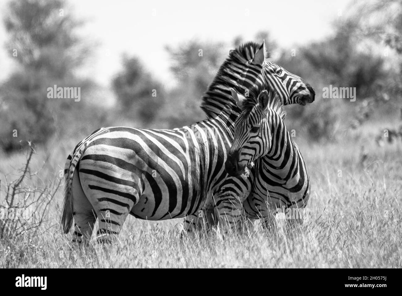 Zwei Zebras umarmen sich liebevoll auf der afrikanischen Savanne. Aufgenommen im Krüger National Park, Südafrika. Stockfoto