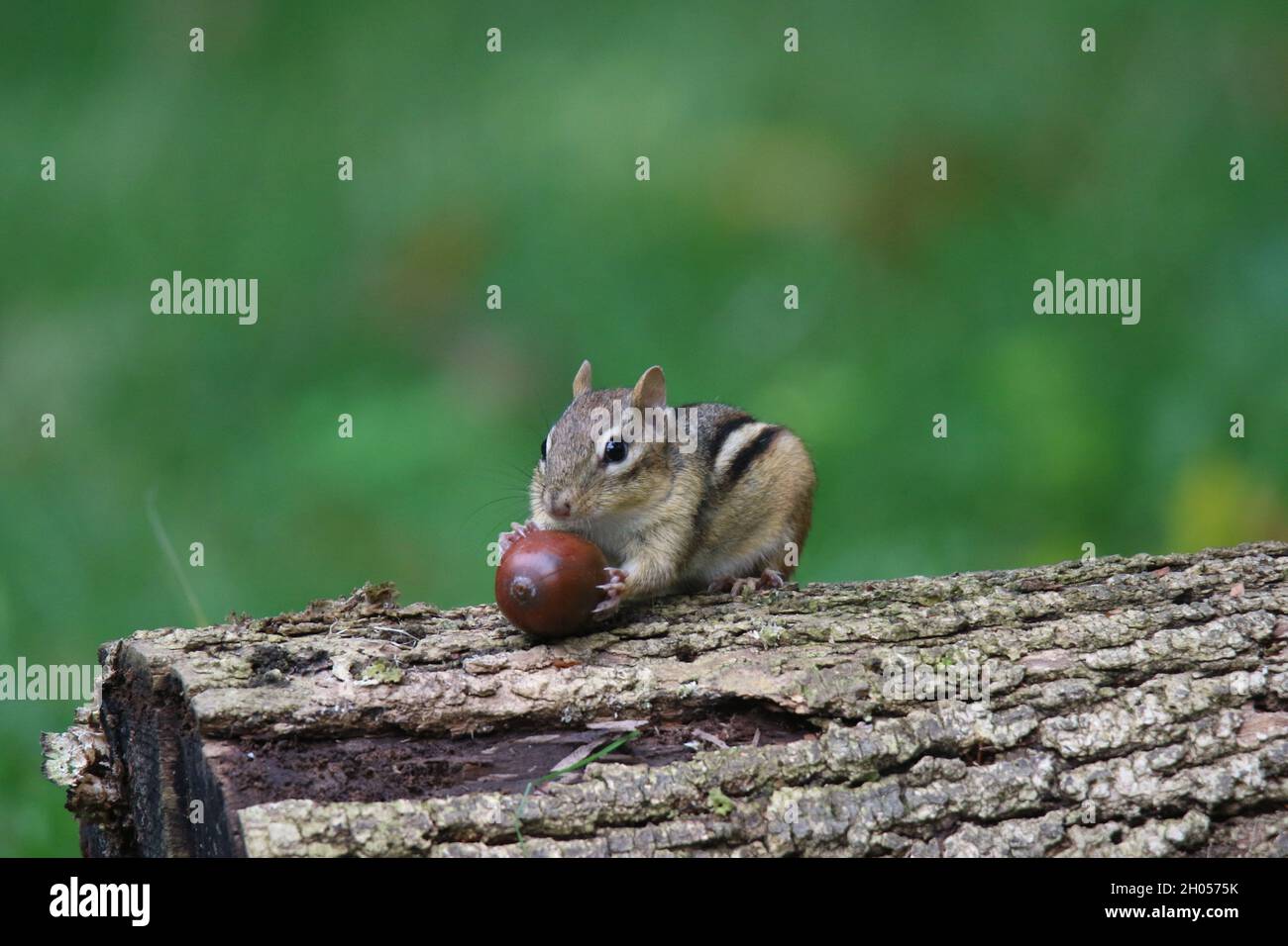 Ostchipmunk im Herbst findet Eicheln, die man für den Winter einlagern kann Stockfoto