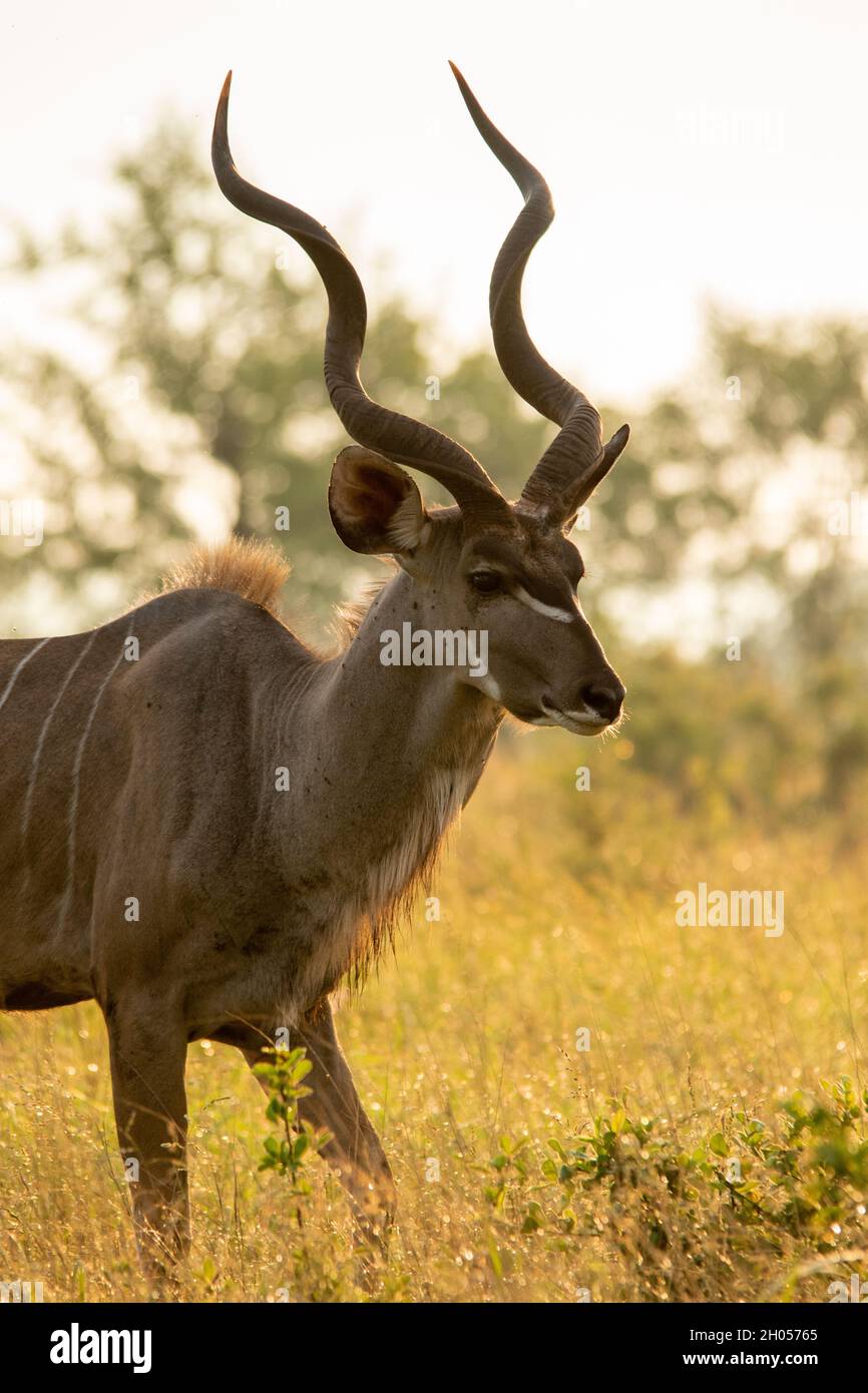 Ein Kudu, der im Morgengrauen im hohen Gras steht. Stockfoto