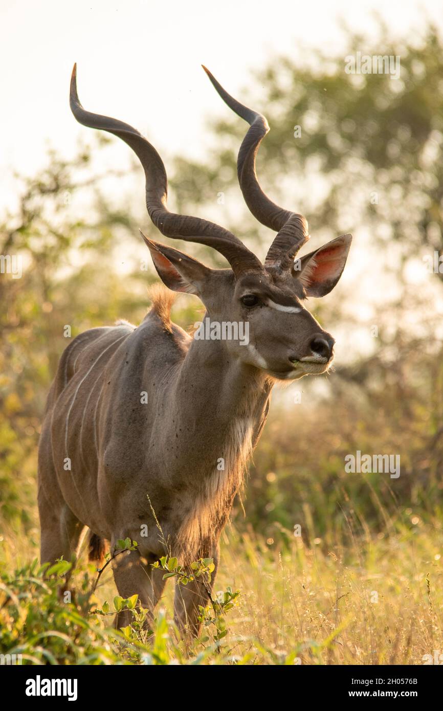 Ein Kudu, der im Morgengrauen im hohen Gras steht. Stockfoto