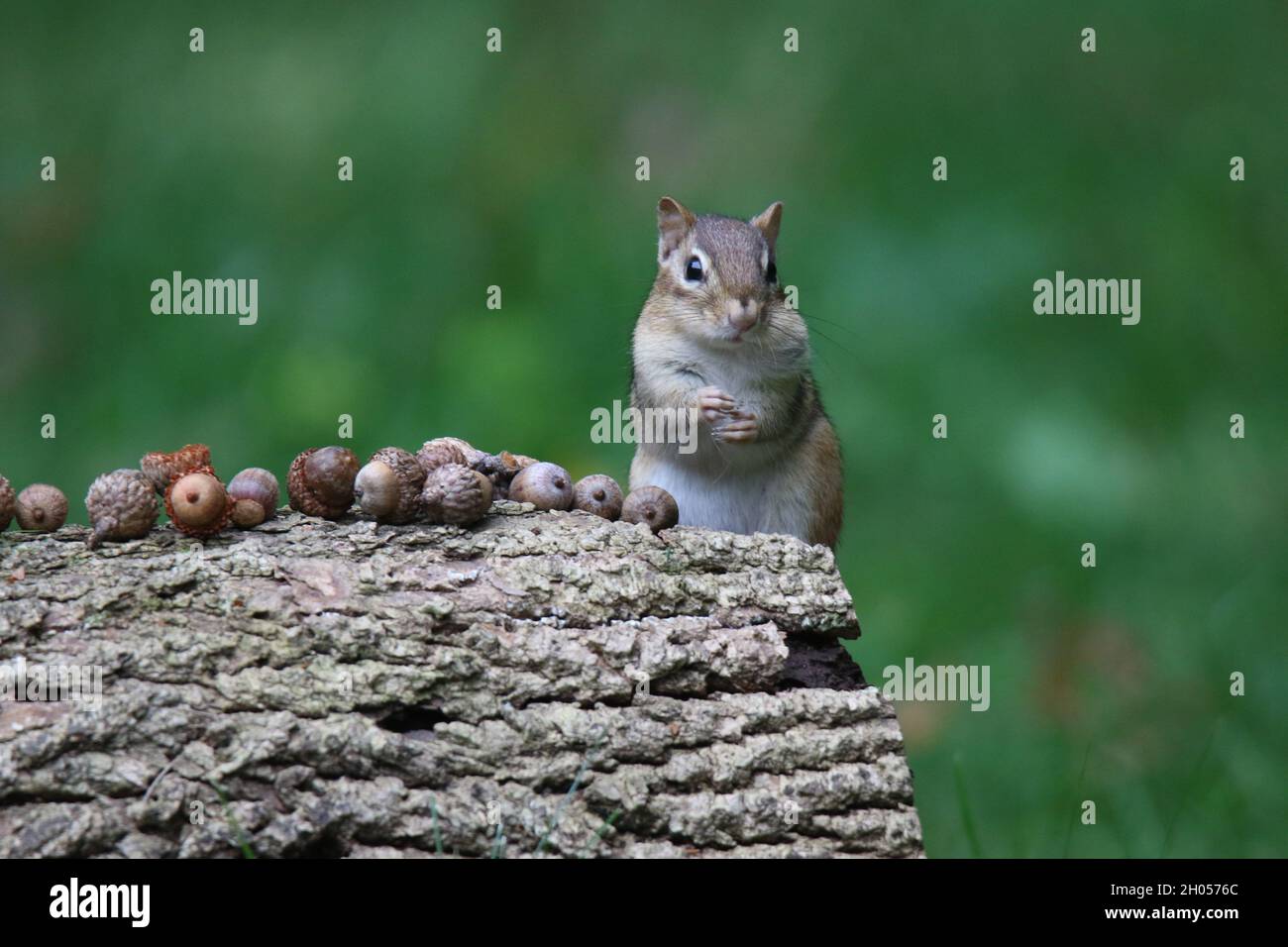Ostchipmunk im Herbst findet Eicheln, die man für den Winter einlagern kann Stockfoto