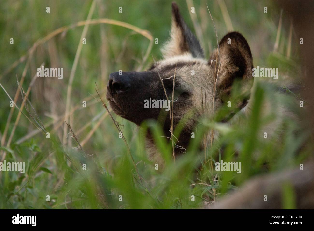 Ein afrikanischer Wildhund ruht. Erleben Sie den Krüger National Park, Südafrika. Stockfoto