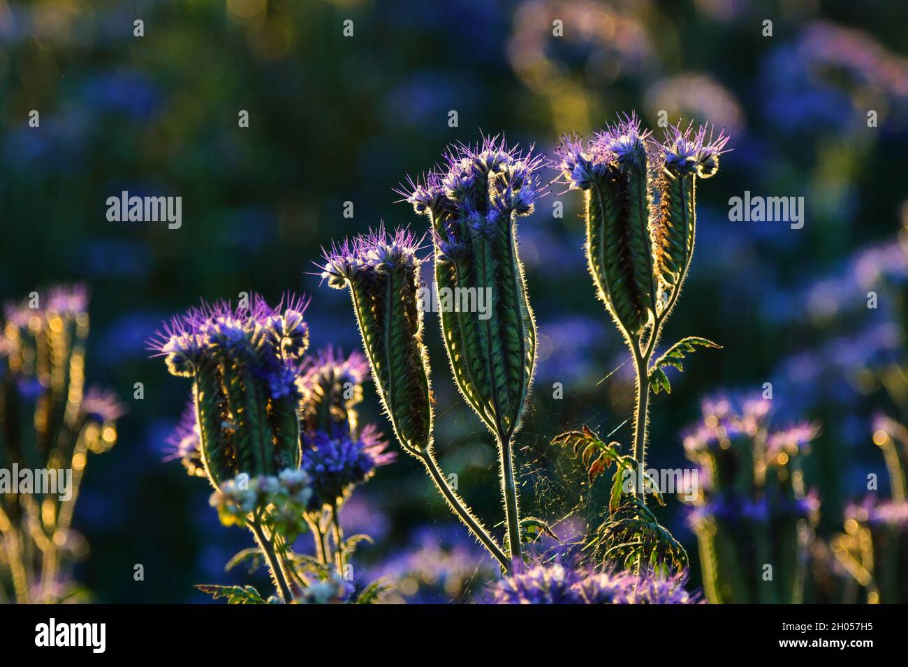 Ein Skorpionkraut (Phacelia tanacetifolia) im Abendlicht. Stockfoto