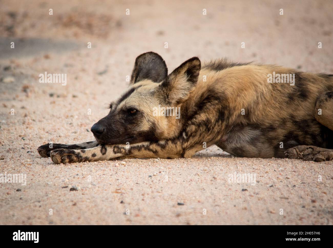 Ein afrikanischer Wildhund ruht. Erleben Sie den Krüger National Park, Südafrika. Stockfoto