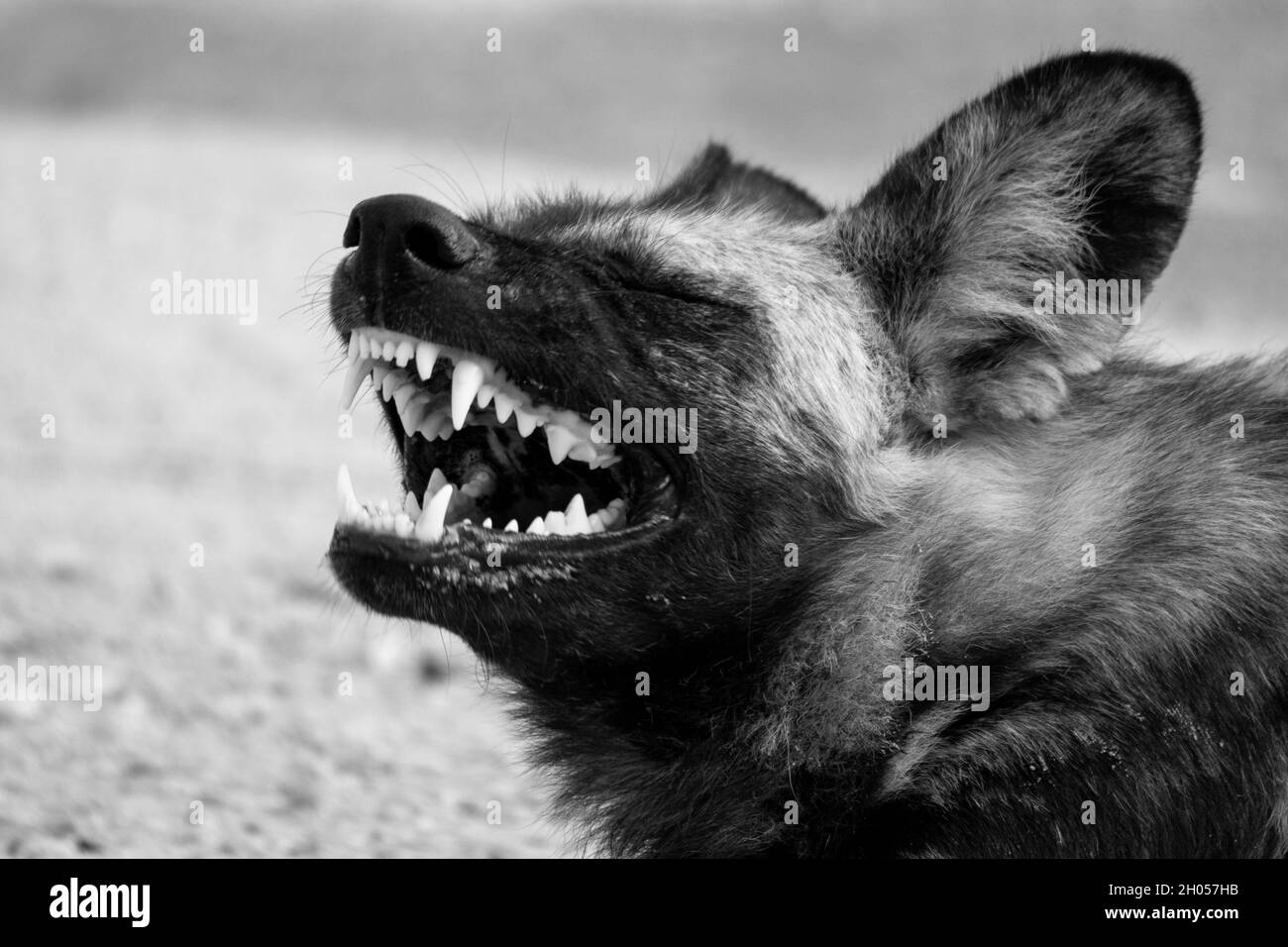 Ein afrikanischer Wildhund ruht. Erleben Sie den Krüger National Park, Südafrika. Stockfoto