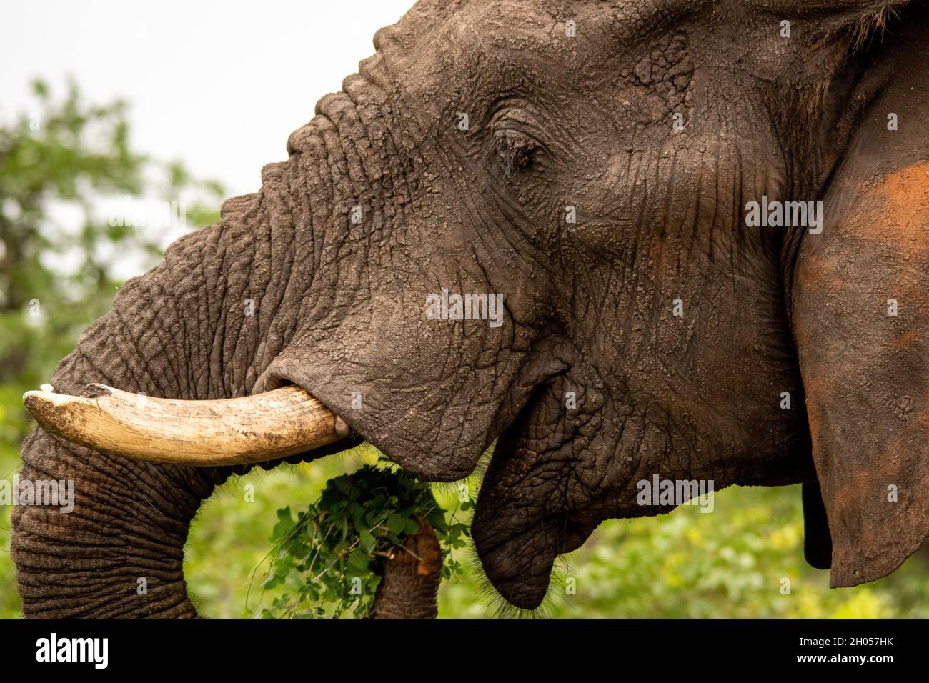 Ein afrikanischer Elefant scheint zu lächeln, als er sich ein paar Blätter füttert. Stockfoto