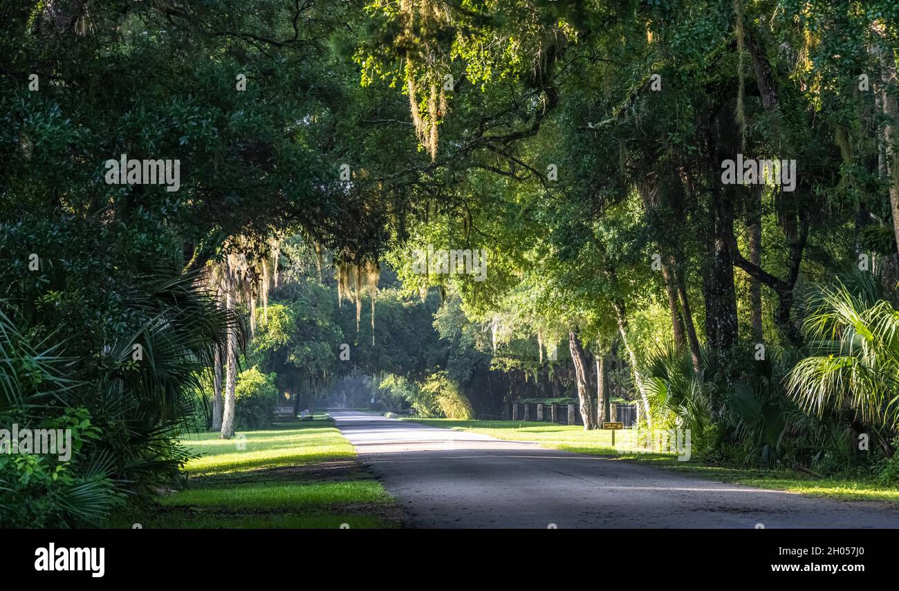 Am Morgen des Sommers, kurz nach Sonnenaufgang, fahren Sie mit dem Baumüberdachen zum Washington Oaks Gardens State Park in Palm Coast, Florida. (USA) Stockfoto