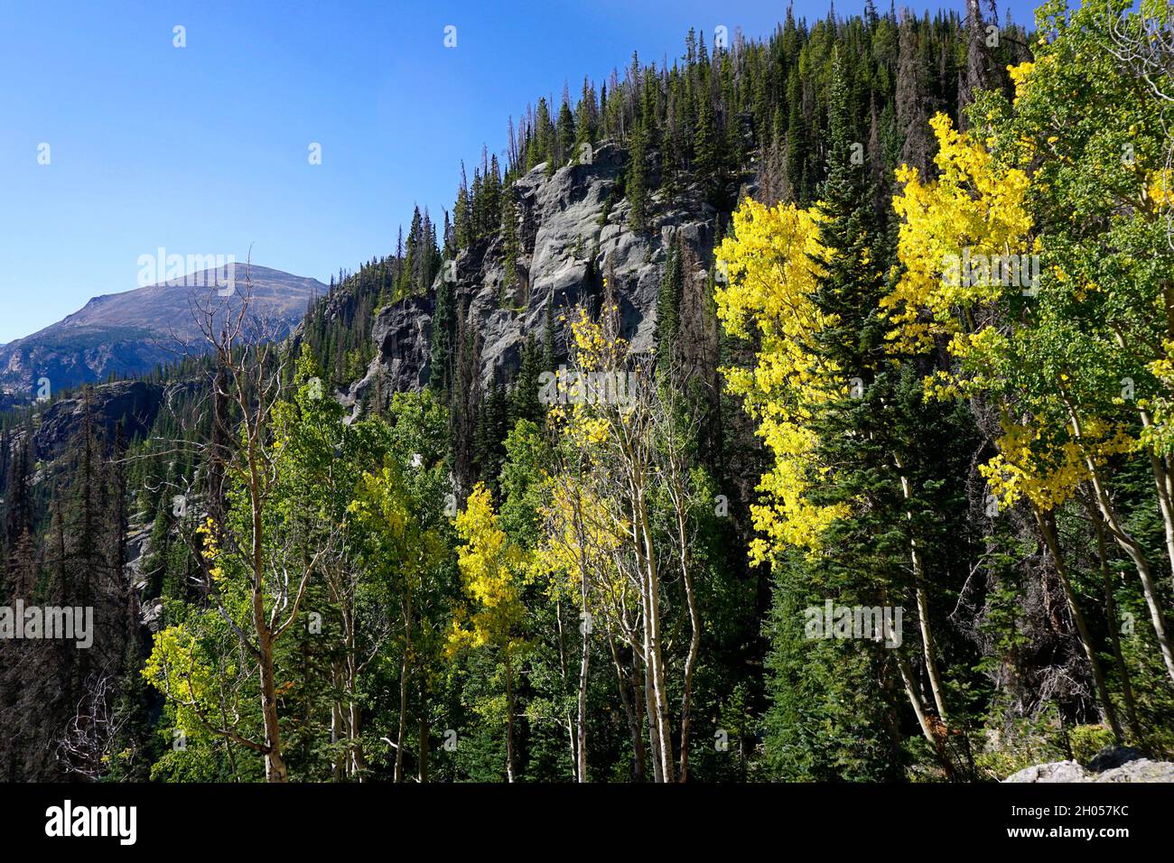Herbstfarben in den Rocky Mountains, wobei die Espen gelb werden Stockfoto