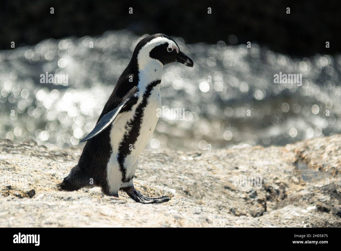 Ein Pinguin am Boulders Beach, Kapstadt, Südafrika. Stockfoto